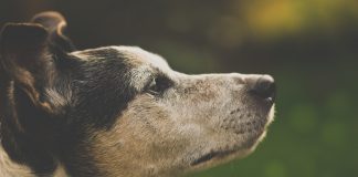 Blog - kurs instruktora szkolenia psów