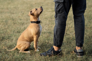 szkolenie psów - kurs instruktorski