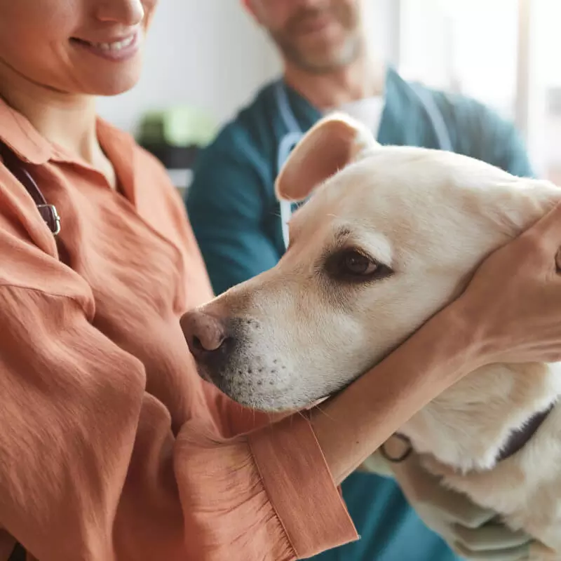 Kurs Trenera Klasy II - Dogoterapia