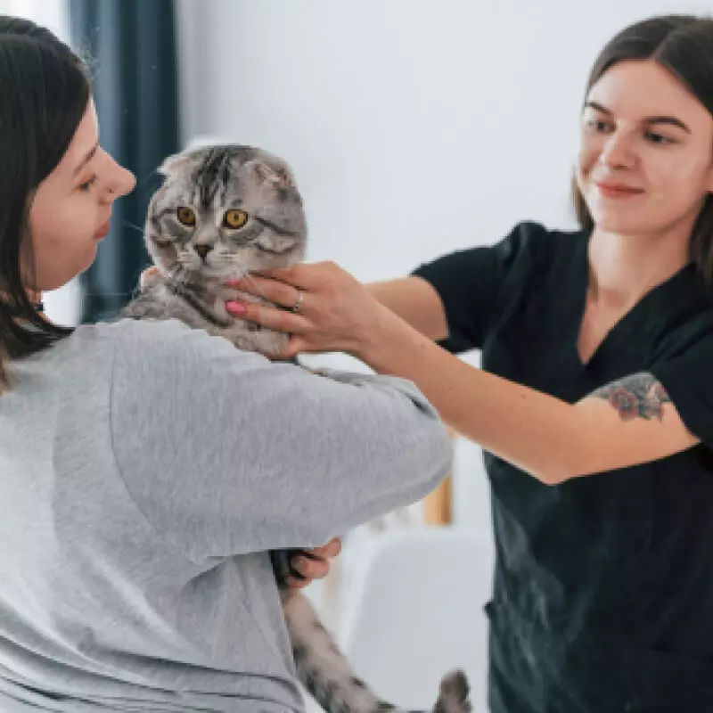 Kurs Trenera Klasy II - Felinoterapia